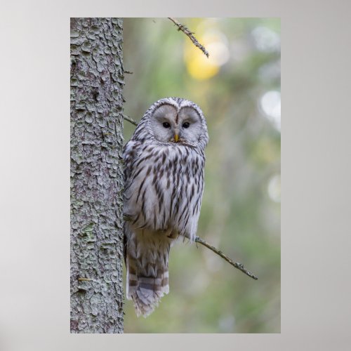 Ural Owl Poster