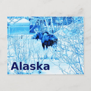 Urban Moose Postcard