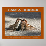 Urban Street Fighters House Sparrows Birder  Poster