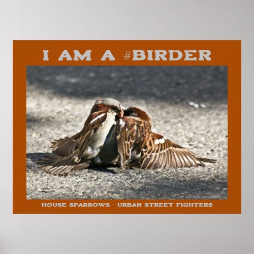 Urban Street Fighters House Sparrows Birder  Poster