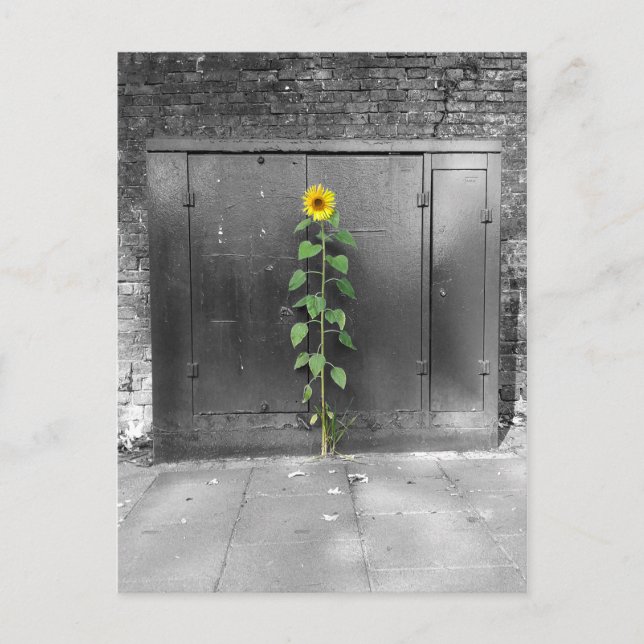 Urban Sunflower Postcard (Front)