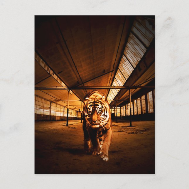 Urban tiger postcard (Front)