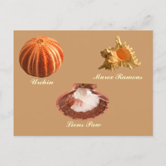 Urchin, Lions Paw, Murex Ramous Postcard