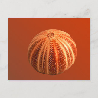 Urchin Postcard