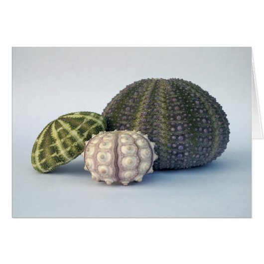 Urchin Trio Card (Front Horizontal)