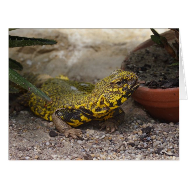 Uromastyx geyri cards (Front Horizontal)