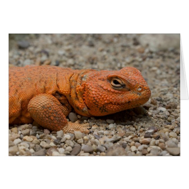 Uromastyx geyri cards (Front Horizontal)