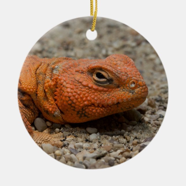 Uromastyx geyri ceramic ornament (Front)