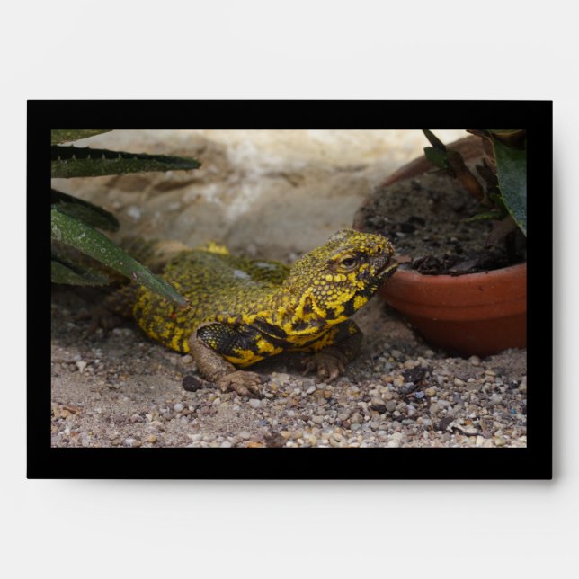 Uromastyx geyri envelope (Front)