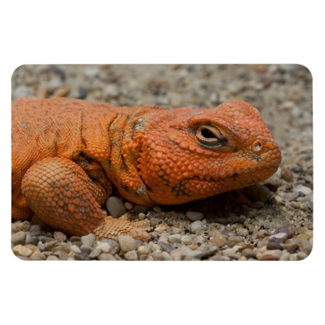 Uromastyx geyri magnet (Horizontal)