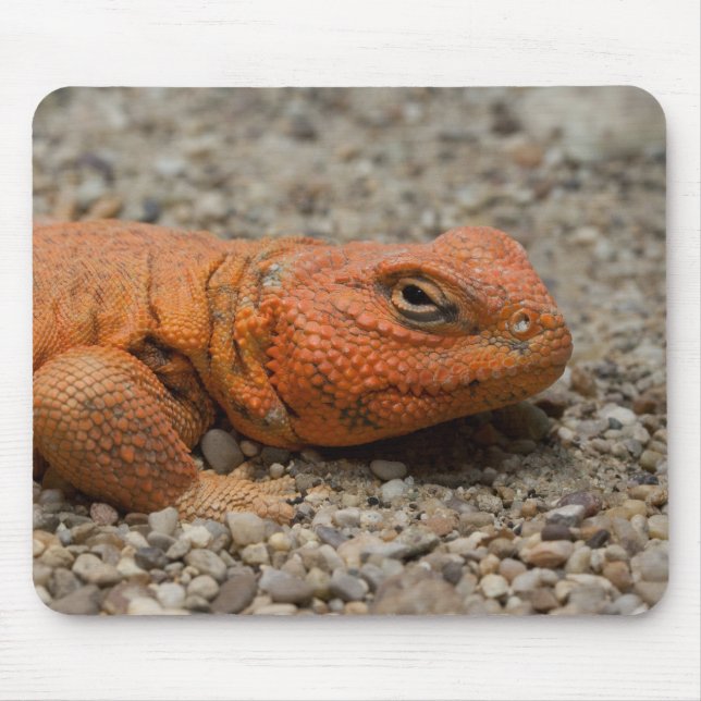 Uromastyx geyri mouse pad (Front)
