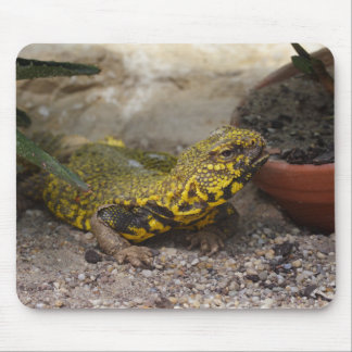 Uromastyx geyri mouse pad