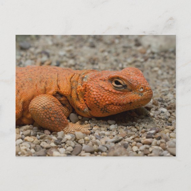 Uromastyx geyri postcard (Front)