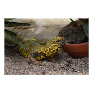 Uromastyx geyri poster