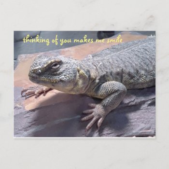 Uromastyx Lizard Thinking Of You Postcard by busycrowstudio at Zazzle