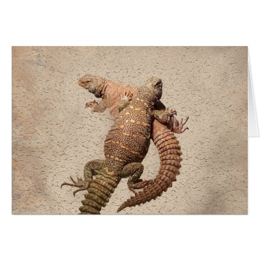 Uromastyxs – Lovable Lizards Cards (Front Horizontal)