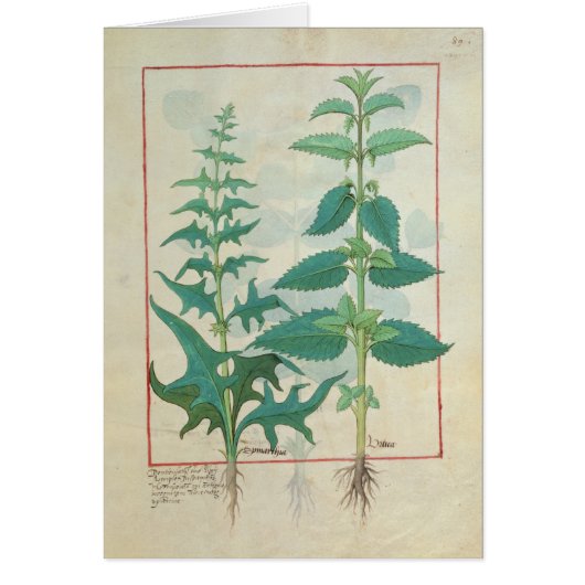 Urticaceae Cards (Front)