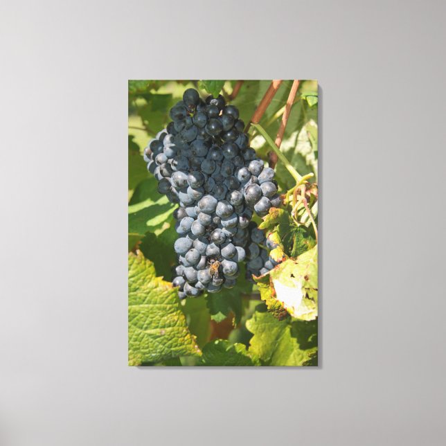 Uruguay, Montevideo, Colon Area. Bodegas Canvas Print (Front)