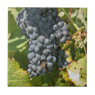 Uruguay, Montevideo, Colon Area. Bodegas Ceramic Tile