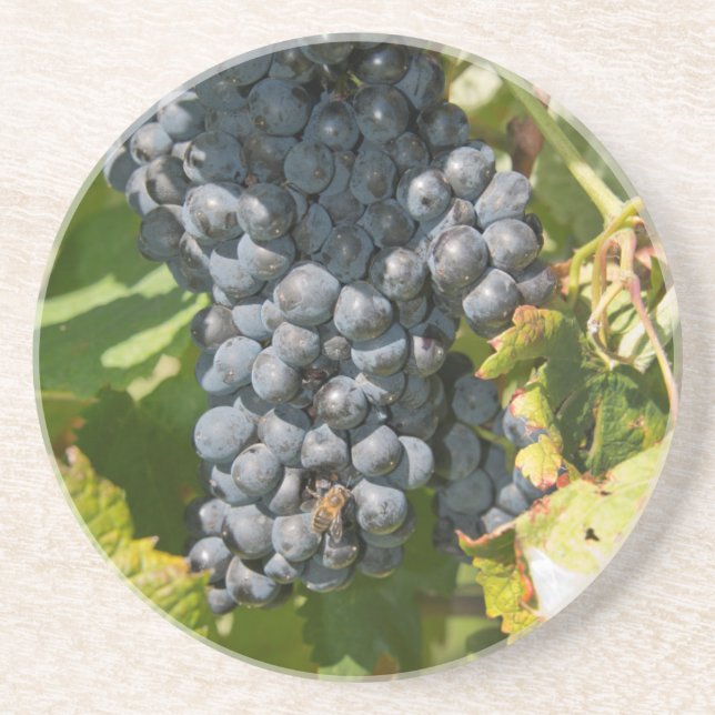 Uruguay, Montevideo, Colon Area. Bodegas Coaster (Front)