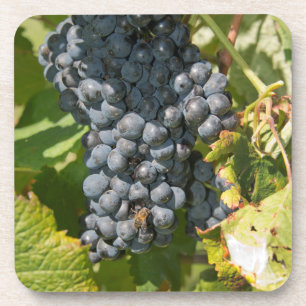 Uruguay, Montevideo, Colon Area. Bodegas Drink Coaster