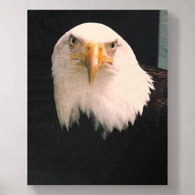 US Bald Eagle Wood Photo Tile (Front Set)
