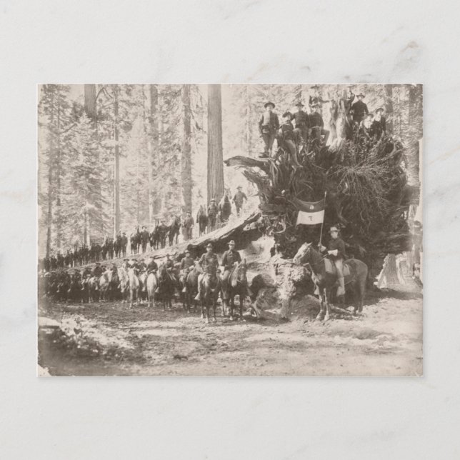 US Calvary protecting National Parks Postcard (Front)