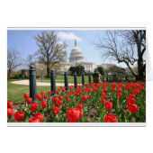 US Capitol spring flower (Front Horizontal)