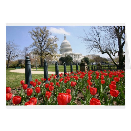 US Capitol spring flower (Front Horizontal)