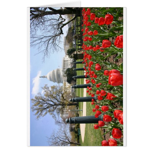 US Capitol spring flower Cards (Front)