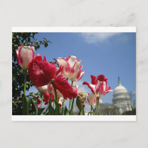 US Capitol spring Postcard