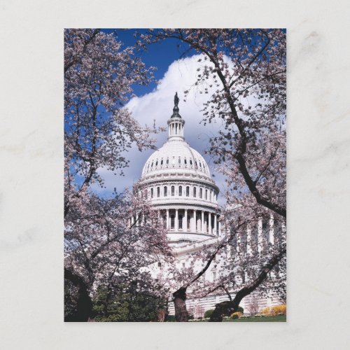 US Capitol with cherry blossoms Washington DC Postcard