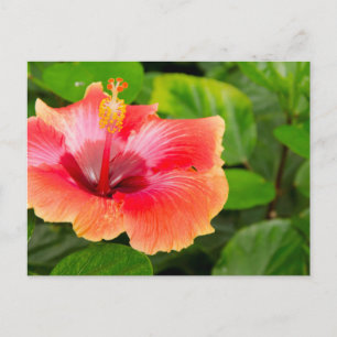 USA, Alabama, Theodore Near Mobile 4 Postcard