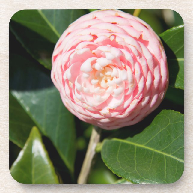 USA, Alabama, Theodore Near Mobile Beverage Coaster (Front)