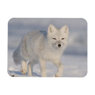 USA, Alaska, 1002 Coastal Plain of the ANWR. An 3 Magnet