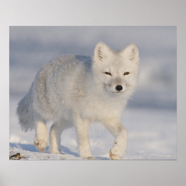 USA, Alaska, 1002 Coastal Plain of the ANWR. An 3 Poster (Front)