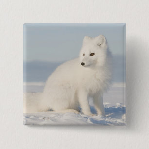 USA, Alaska, 1002 Coastal Plain of the Arctic 5 Button