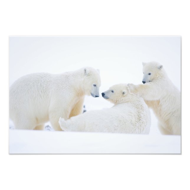 USA, Alaska, 1002 Coastal Plain of the Arctic Photo Print (Front)