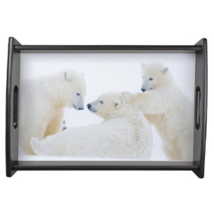 USA, Alaska, 1002 Coastal Plain of the Arctic Serving Tray