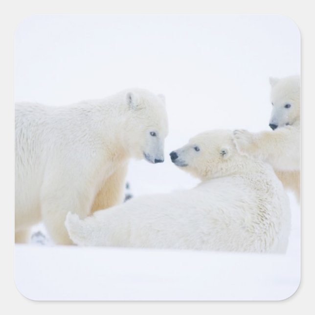USA, Alaska, 1002 Coastal Plain of the Arctic Square Sticker (Front)