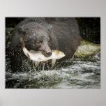 Usa, Alaska, Anan Creek. Close-up Of Black Bear Poster at Zazzle