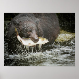 USA, Alaska, Anan Creek. Close-Up Of Black Bear Poster