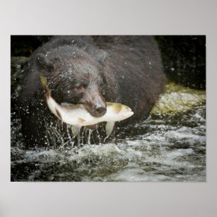 USA, Alaska, Anan Creek. Close-Up Of Black Bear Poster