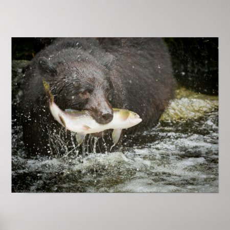 Usa, Alaska, Anan Creek. Close-up Of Black Bear Poster