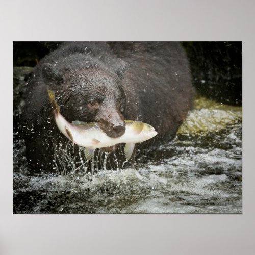 USA Alaska Anan Creek Close_Up Of Black Bear Poster