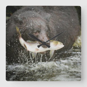 USA, Alaska, Anan Creek. Close-Up Of Black Bear Square Wall Clock