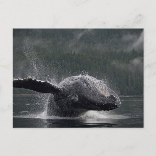 USA Alaska Angoon Humpback Whale Megaptera 2 Postcard