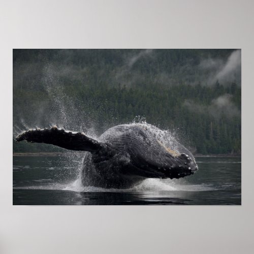 USA Alaska Angoon Humpback Whale Megaptera 2 Poster