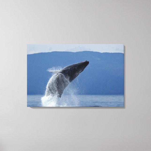 USA, Alaska, Angoon, Humpback Whale (Megaptera Canvas Print (Front)
