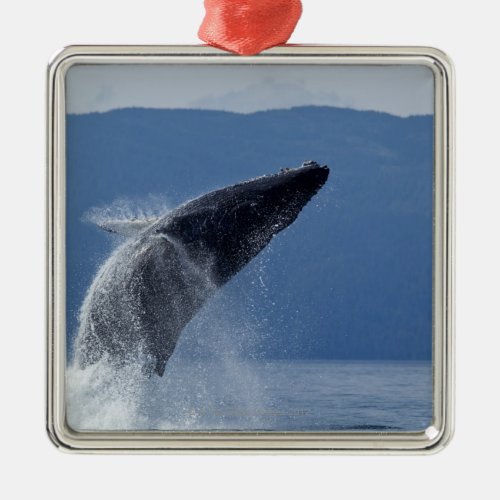 USA Alaska Angoon Humpback Whale Megaptera Metal Ornament